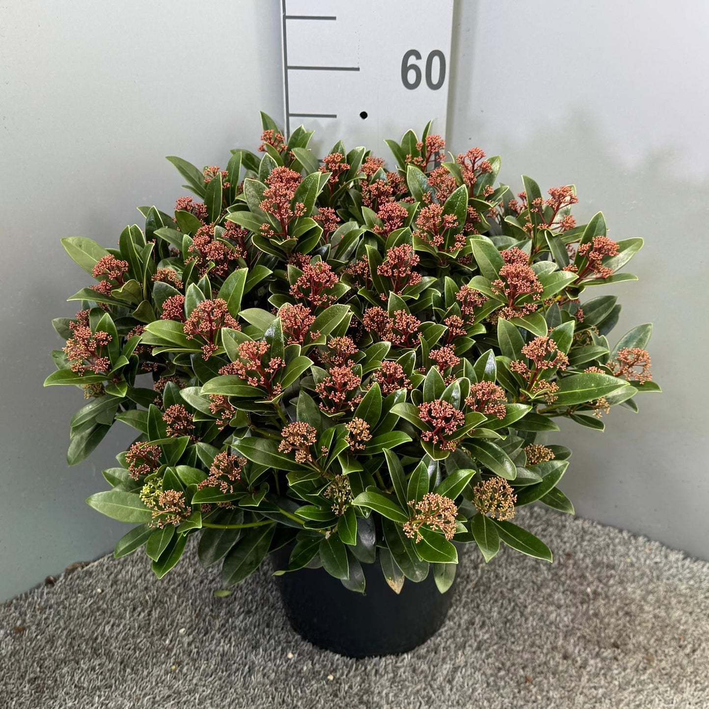 Skimmia japonica Red Dwarf 45cm 31cm Pot