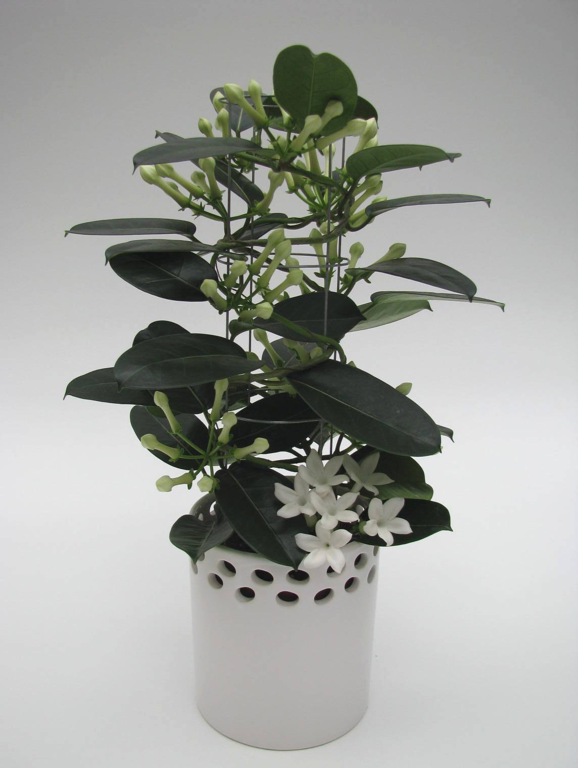 Stephanotis floribunda 50cm 12cm Pot