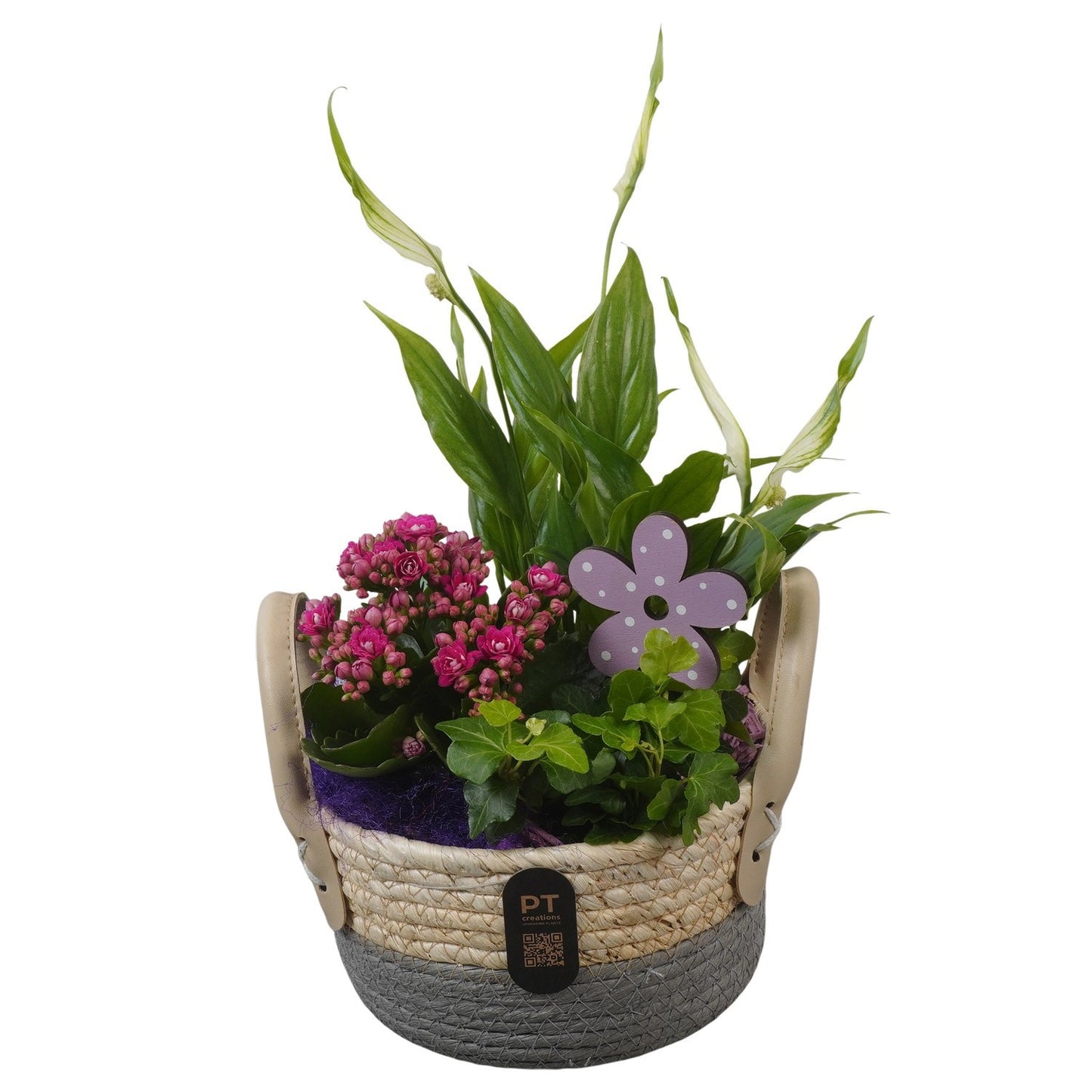Indoor arrangement 34cm 17cm Pot