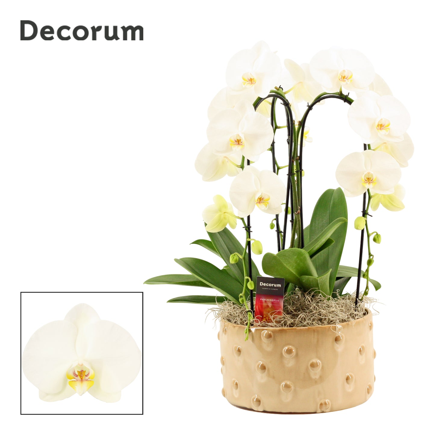 Phalaenopsis white 55cm 27cm Pot