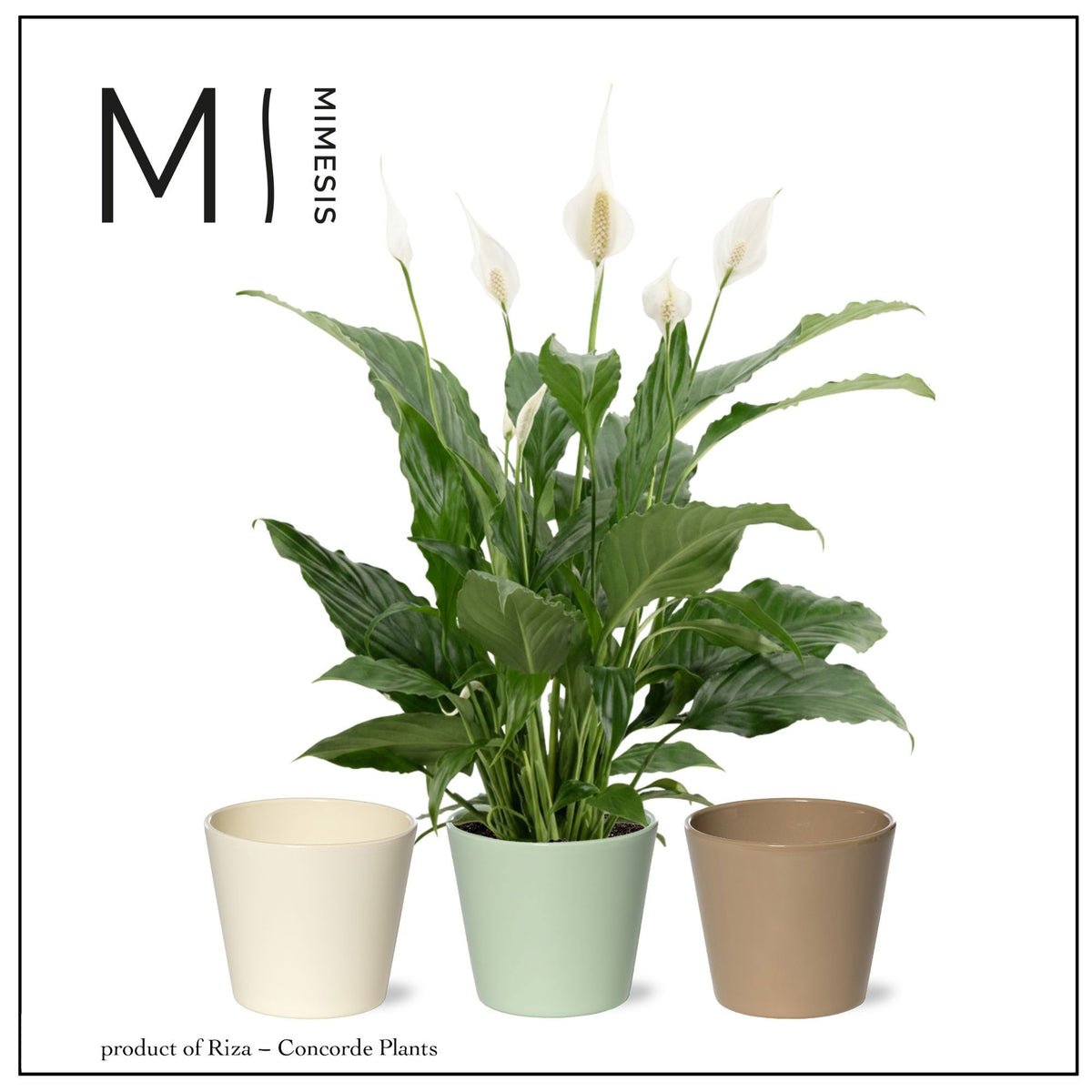 Spathiphyllum Sweet Chico 55cm 13cm Pot