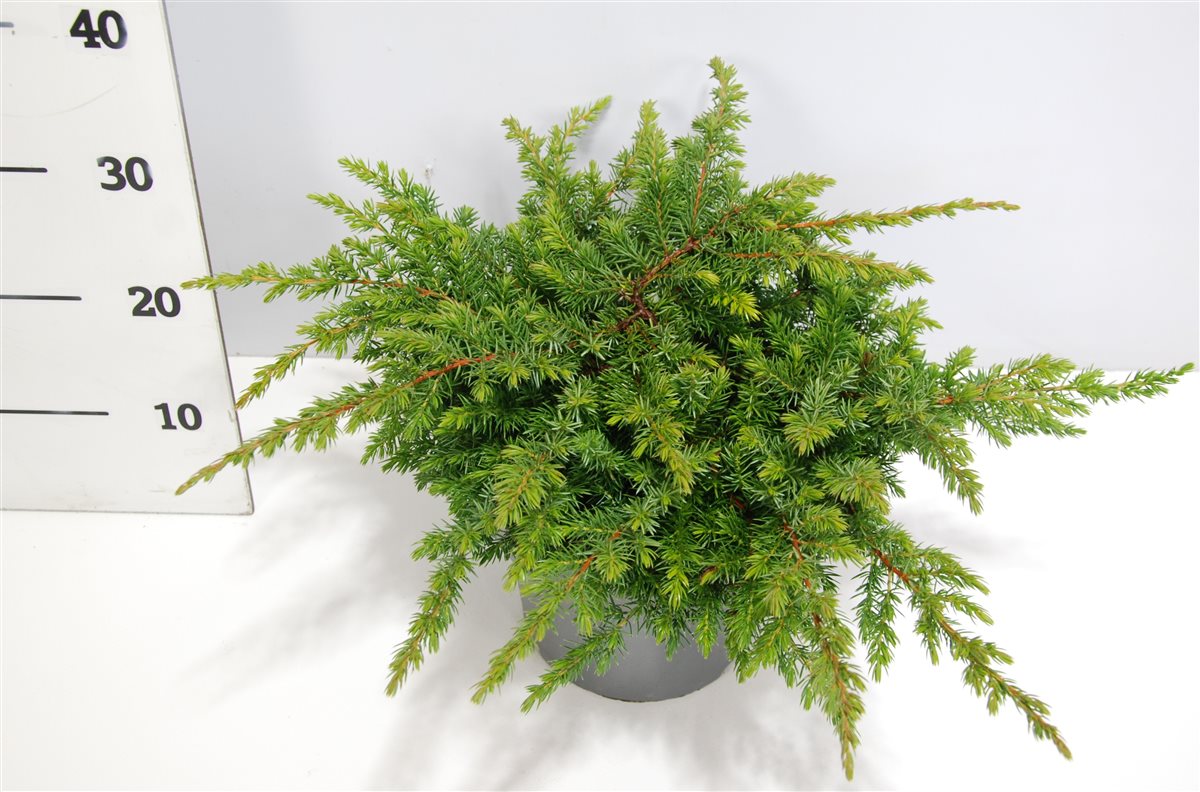 Juniperus Schlager 35cm 23cm Pot