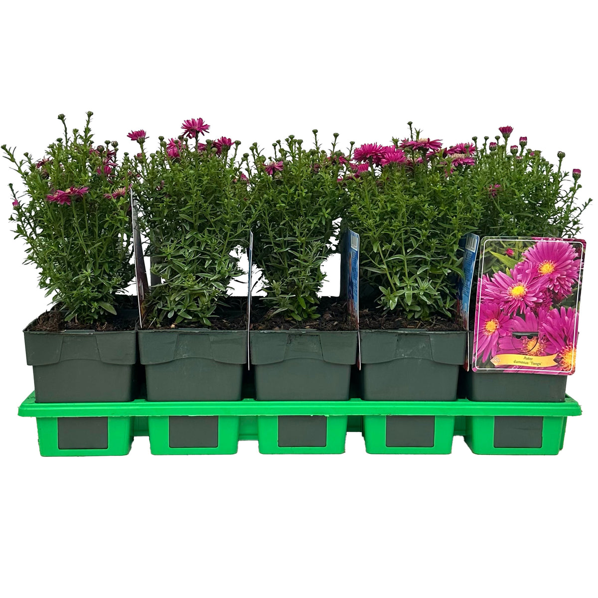 Aster mix 25cm 11cm Pot