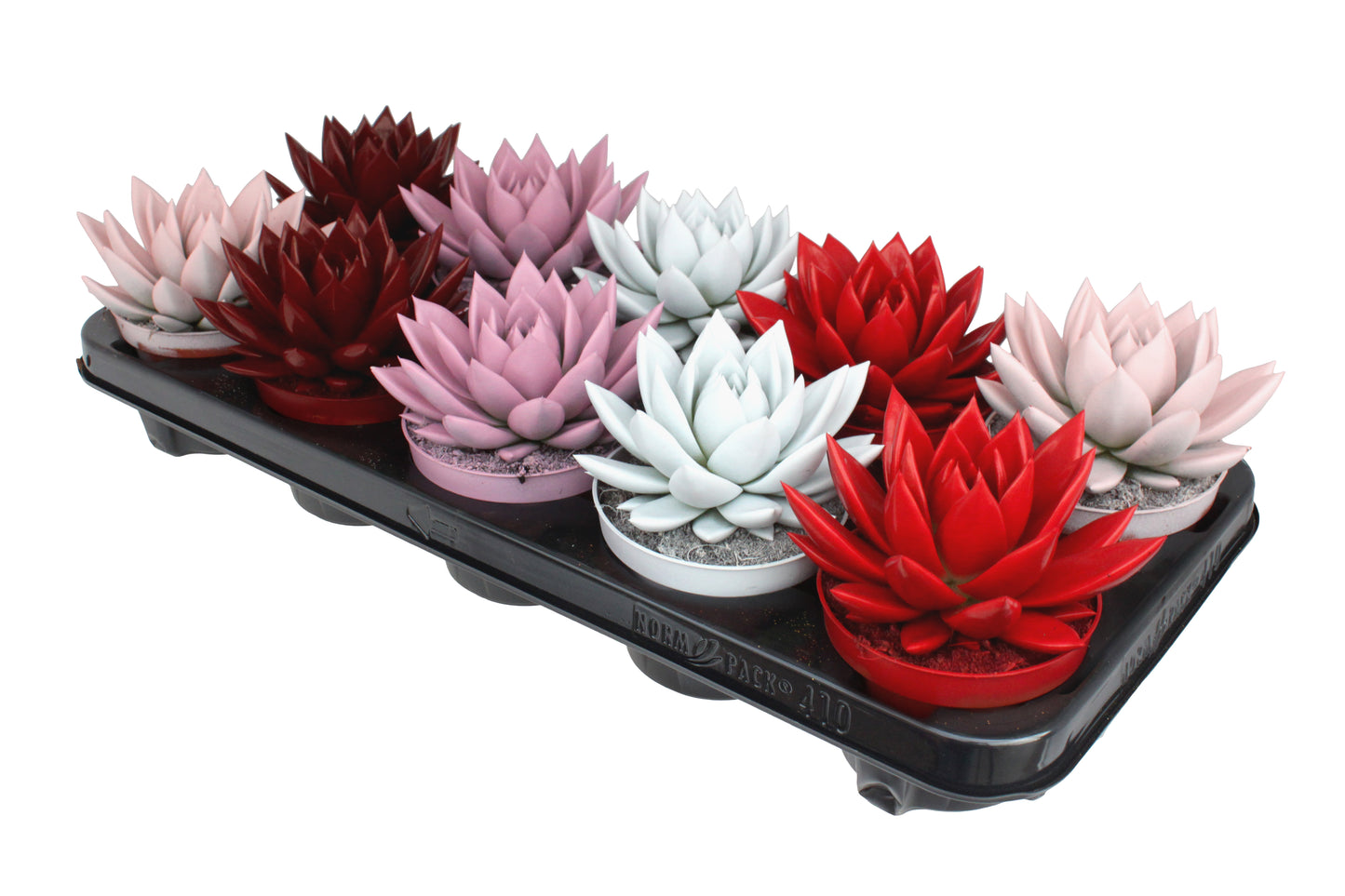 Echeveria Miranda 13cm 10.5cm Pot