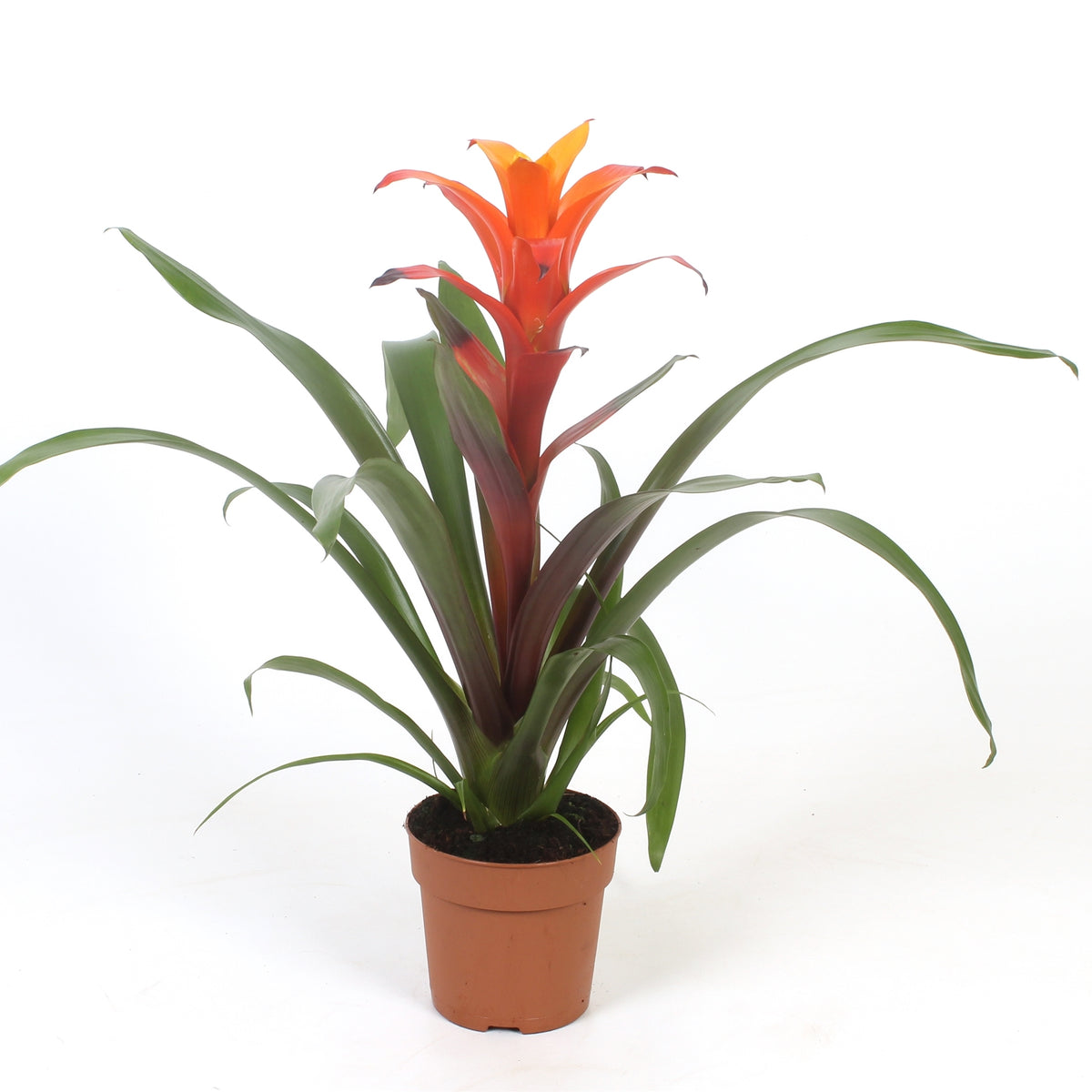Guzmania Variada 45cm 12cm Pot