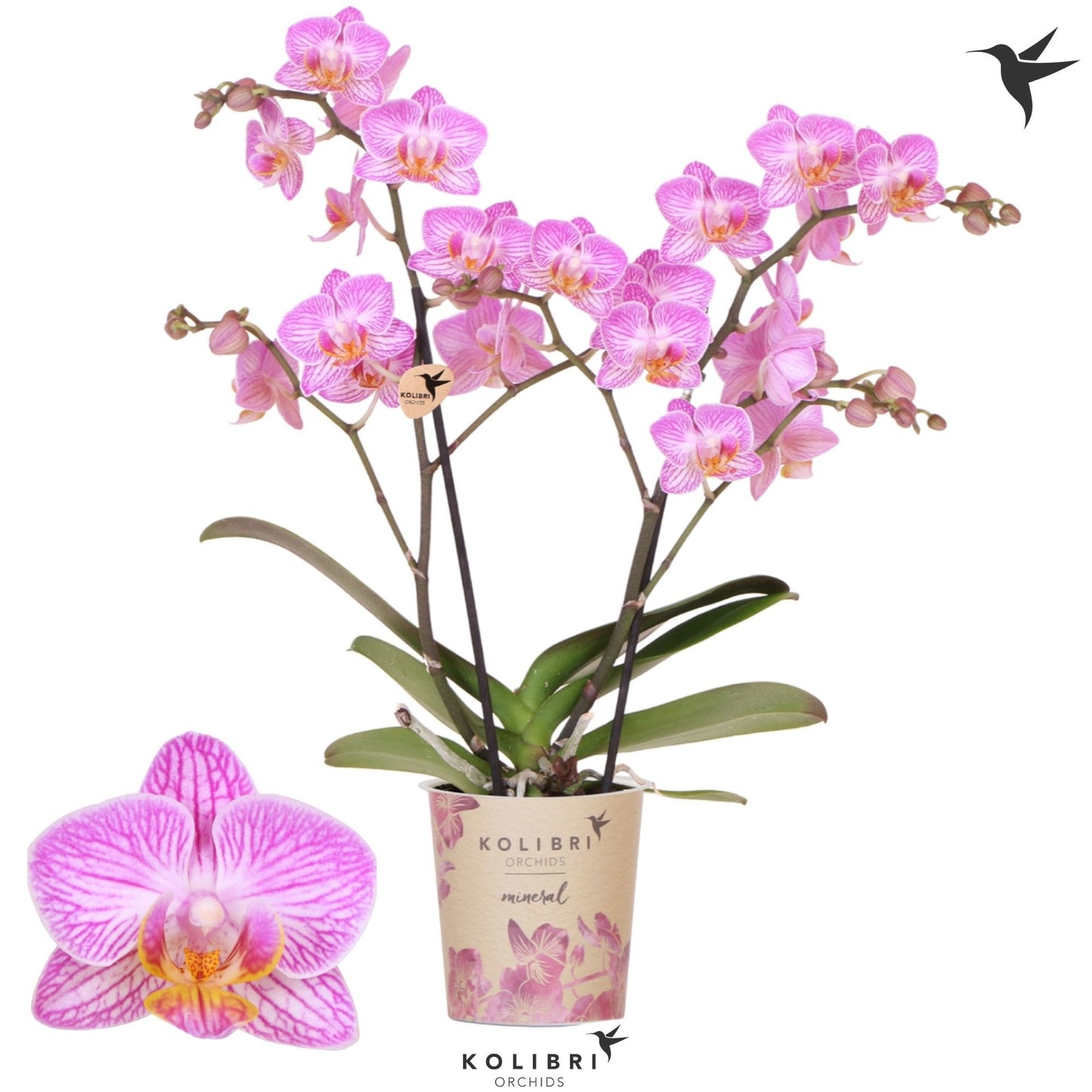 Phalaenopsis multiflora Honeybee 40cm 9cm Pot