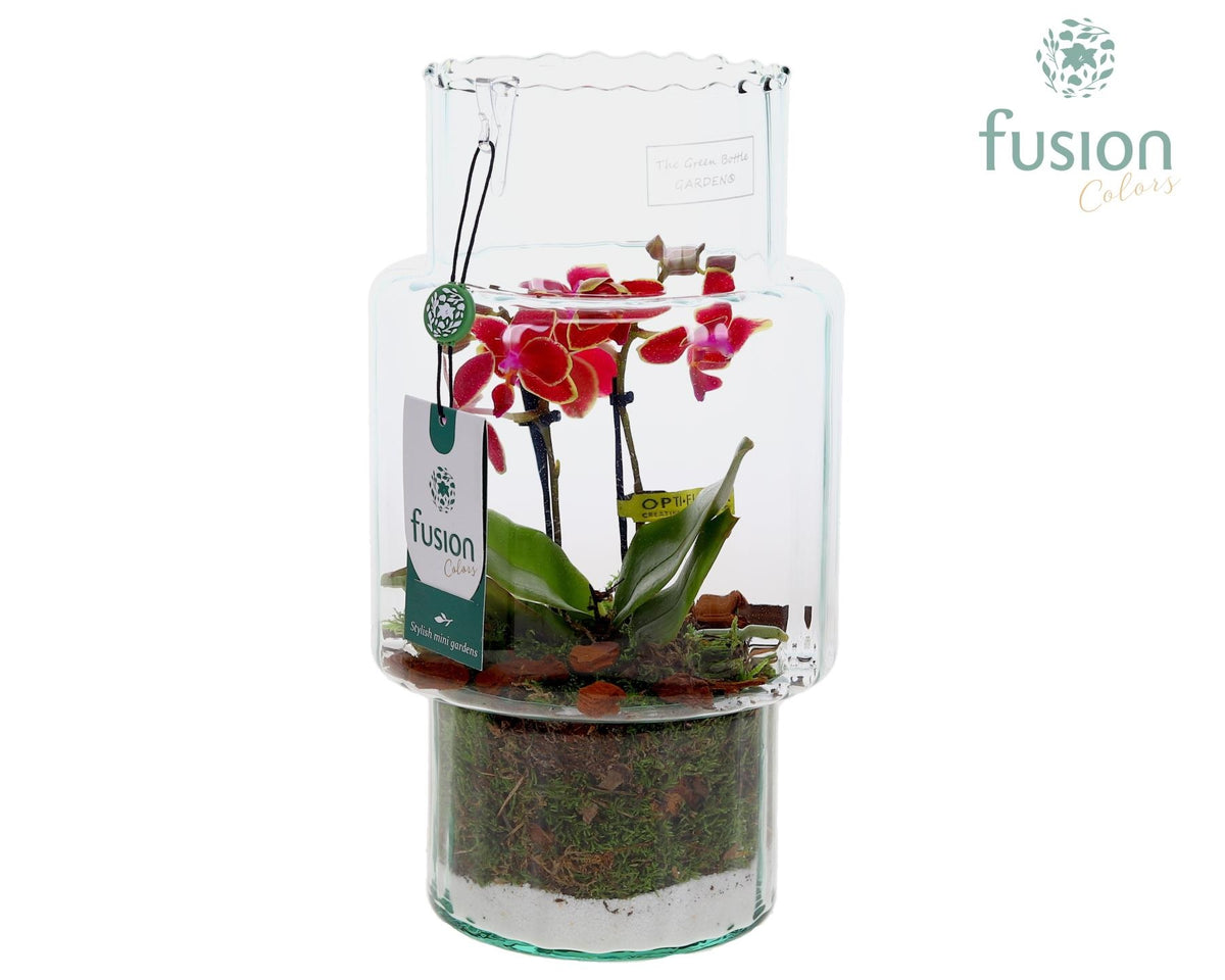 Green Bottle Sara Medium met Phalaenopsis 29cm 16cm Pot