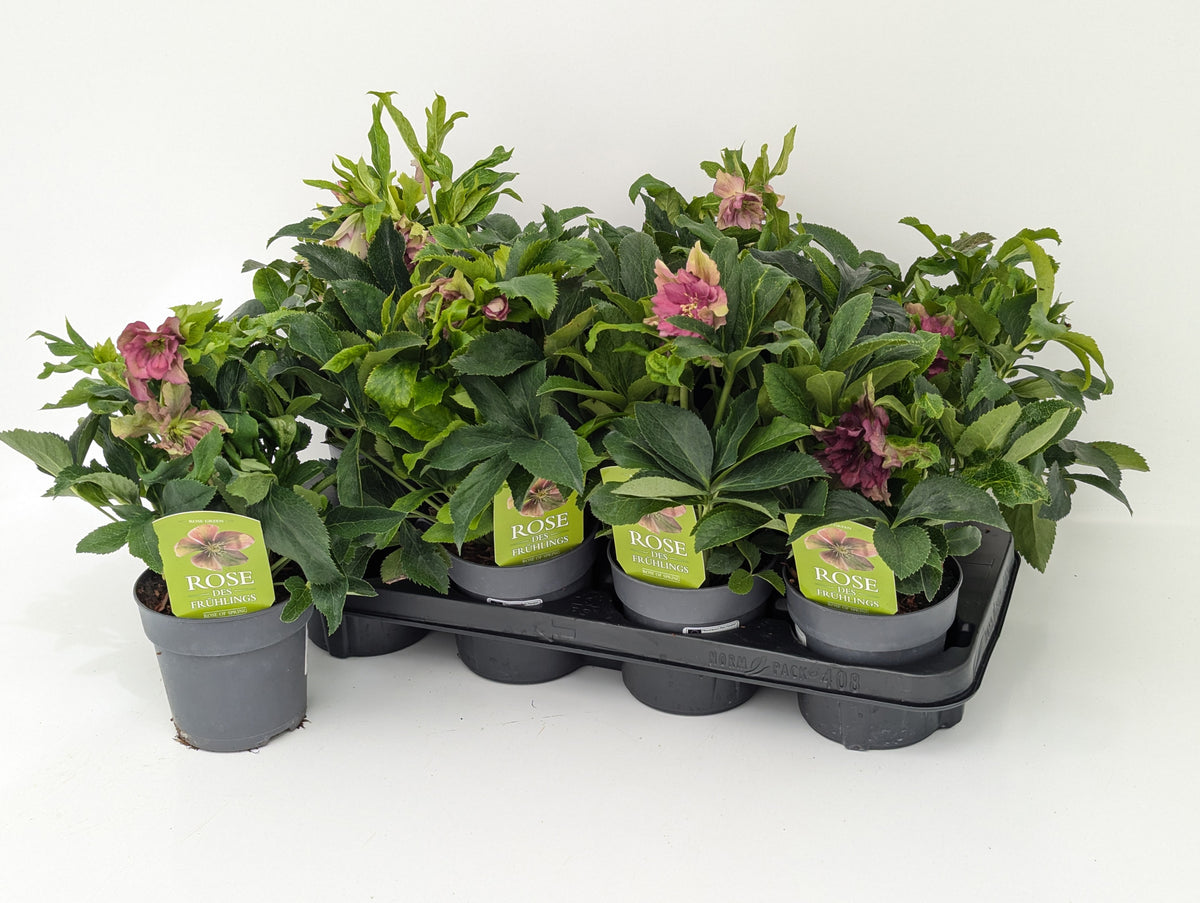 Helleborus or. Double Ellen Red 35cm 12cm Pot