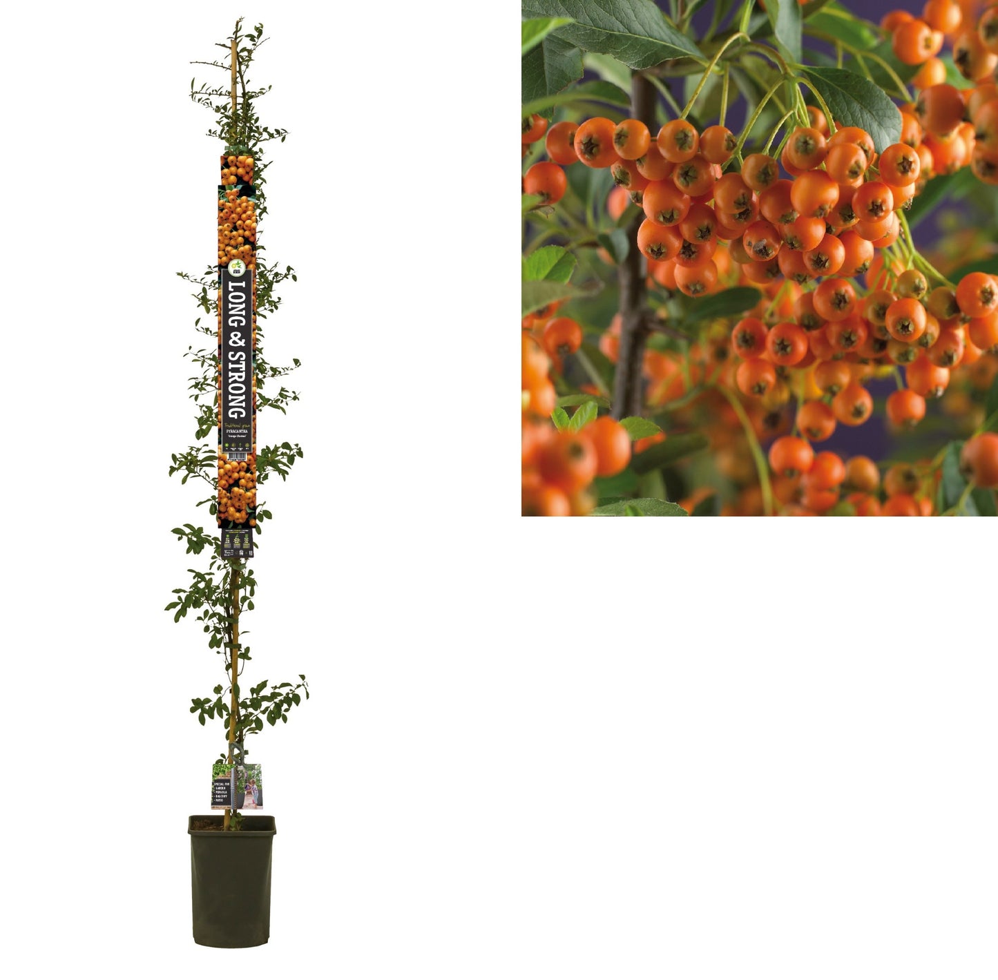 Pyracantha Orange Charmer 210cm 23cm Pot