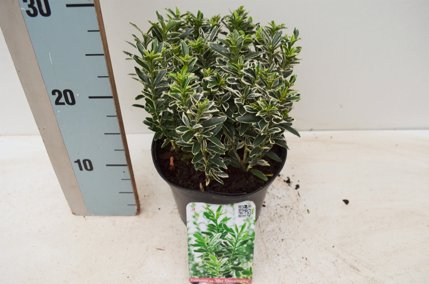 Euonymus japonicus Microphyllus Albovariegatus 35cm 17cm Pot