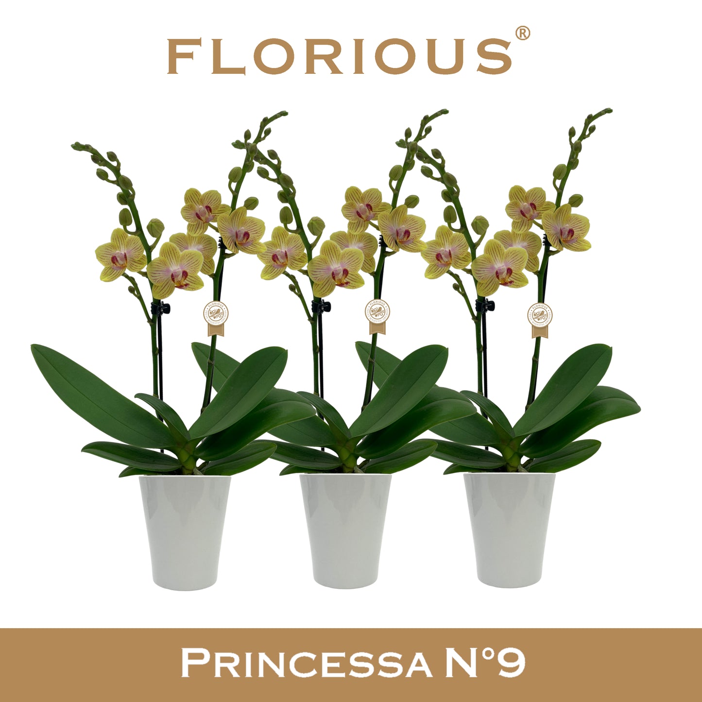 Phalaenopsis yellow 40cm 9cm Pot