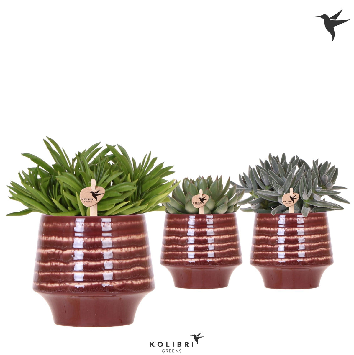 Succulent mix 26cm 12cm Pot