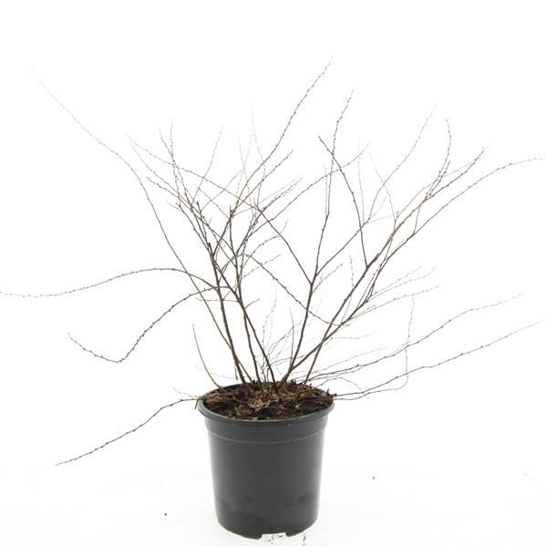 Spiraea cin. Grefsheim 10cm 14cm Pot