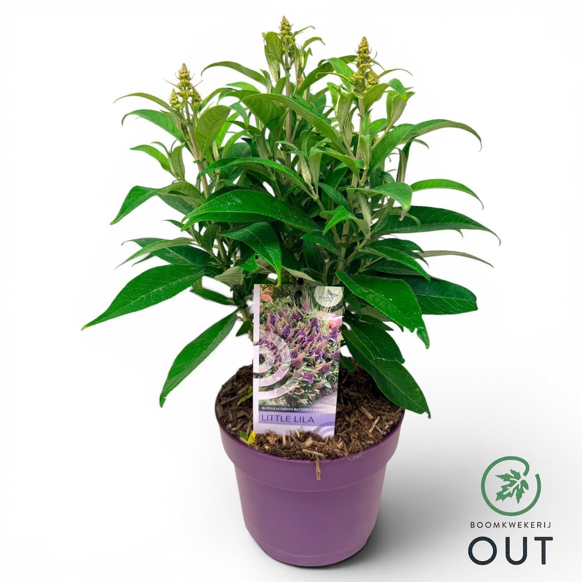 Buddleja Butterfly Candy Little Lila 50cm 19cm Pot