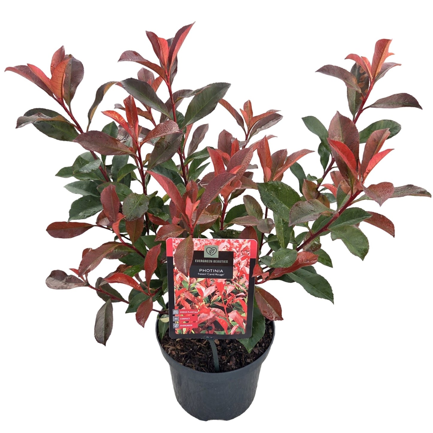 Photinia Carre Rouge 40cm 19cm Pot