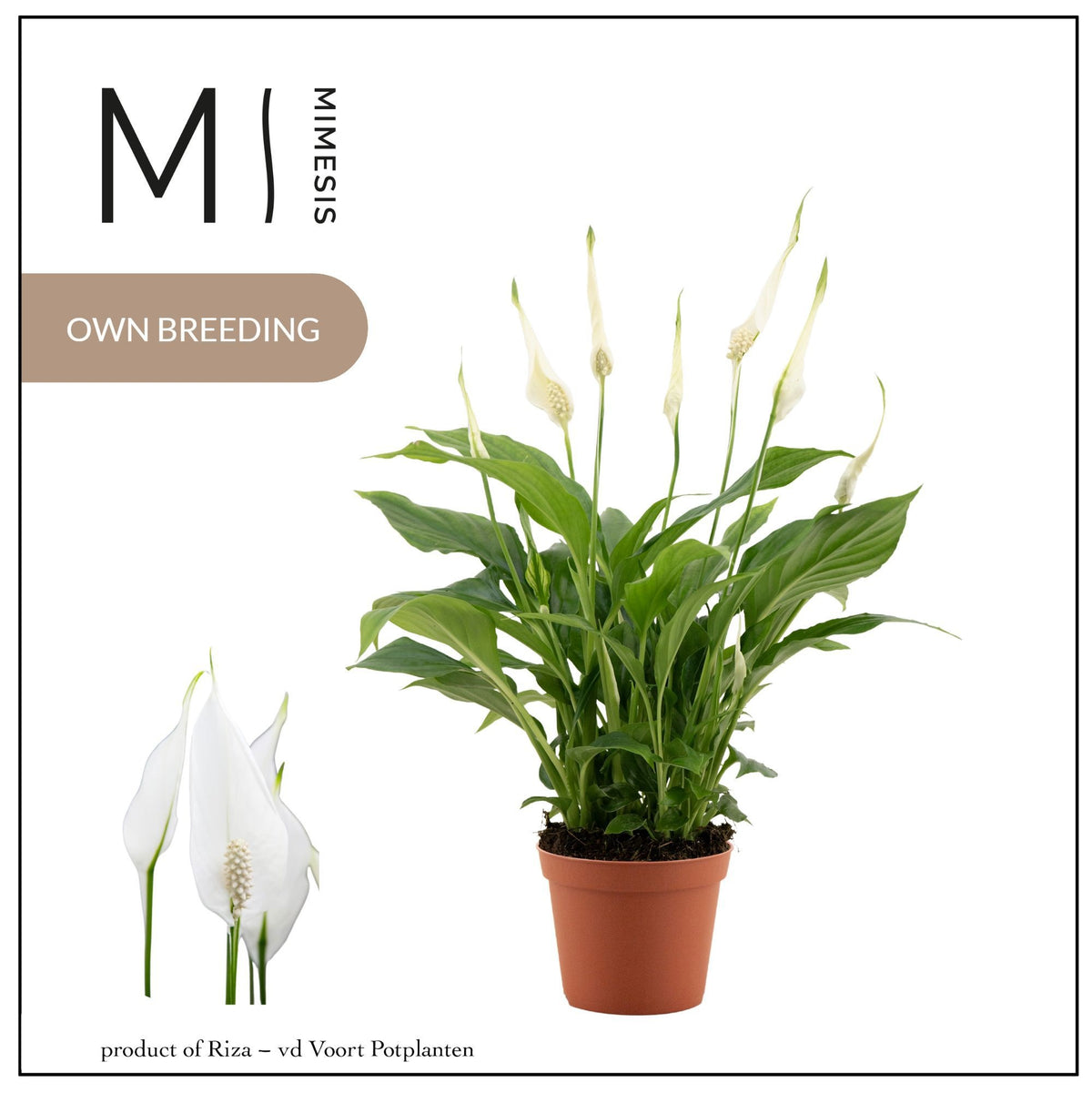 Spathiphyllum Chopin 30cm 9cm Pot