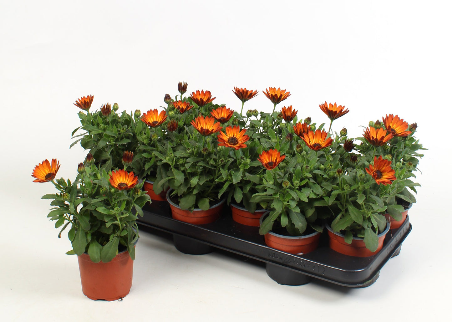Osteospermum Flowerpower Bronce 17cm 510cm Pot