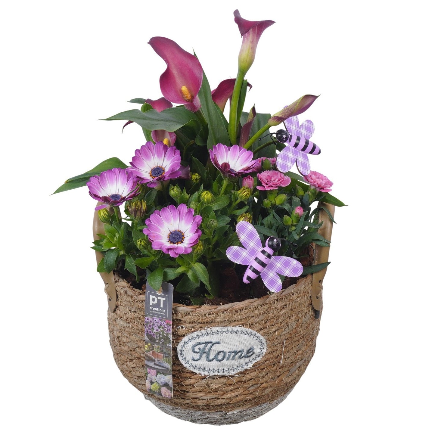 arr. PM196 39cm 21cm Pot