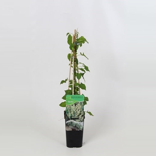 Fallopia aubertii (Russian Vine) 60cm 14cm Pot