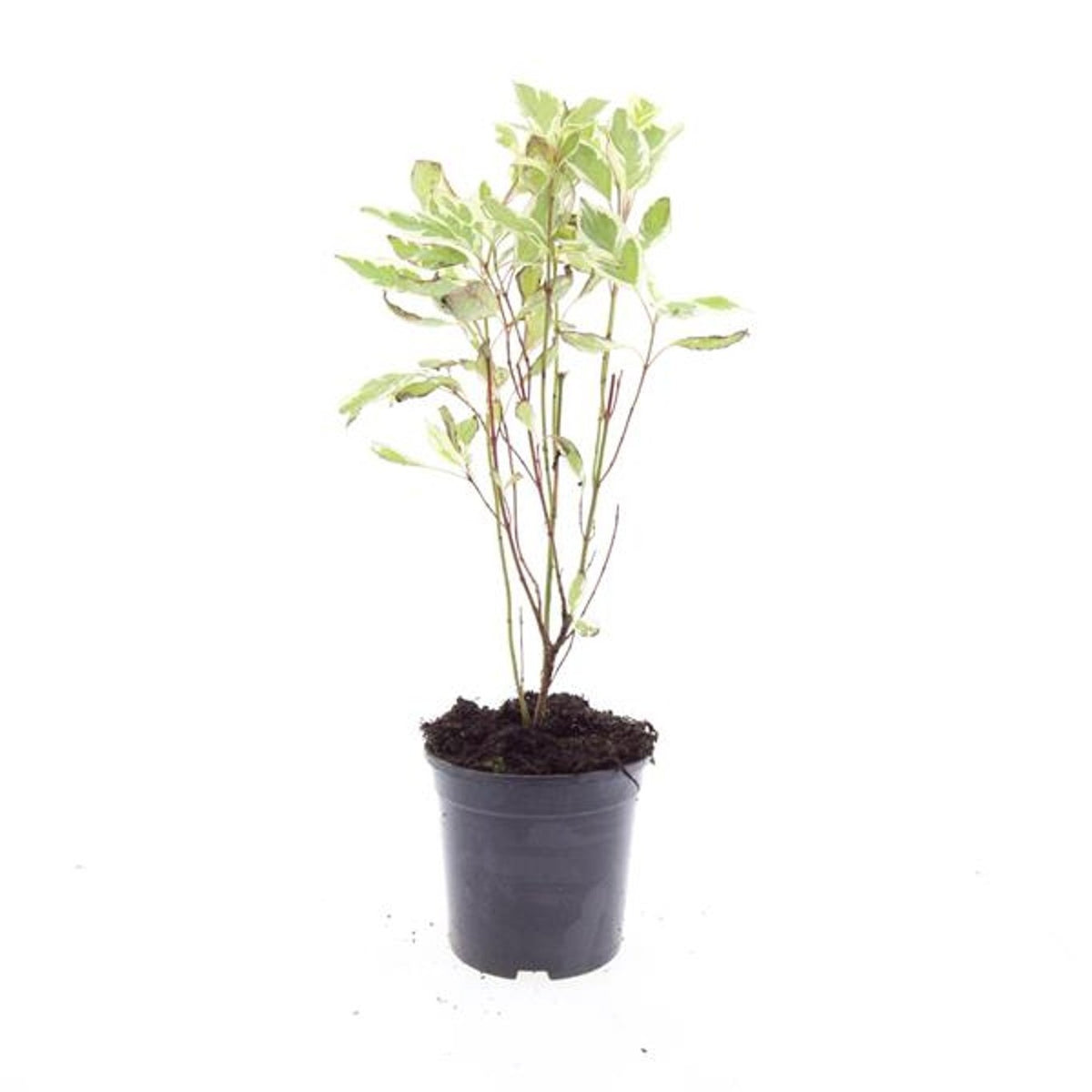 Cornus alba Elegantissima 10cm 14cm Pot