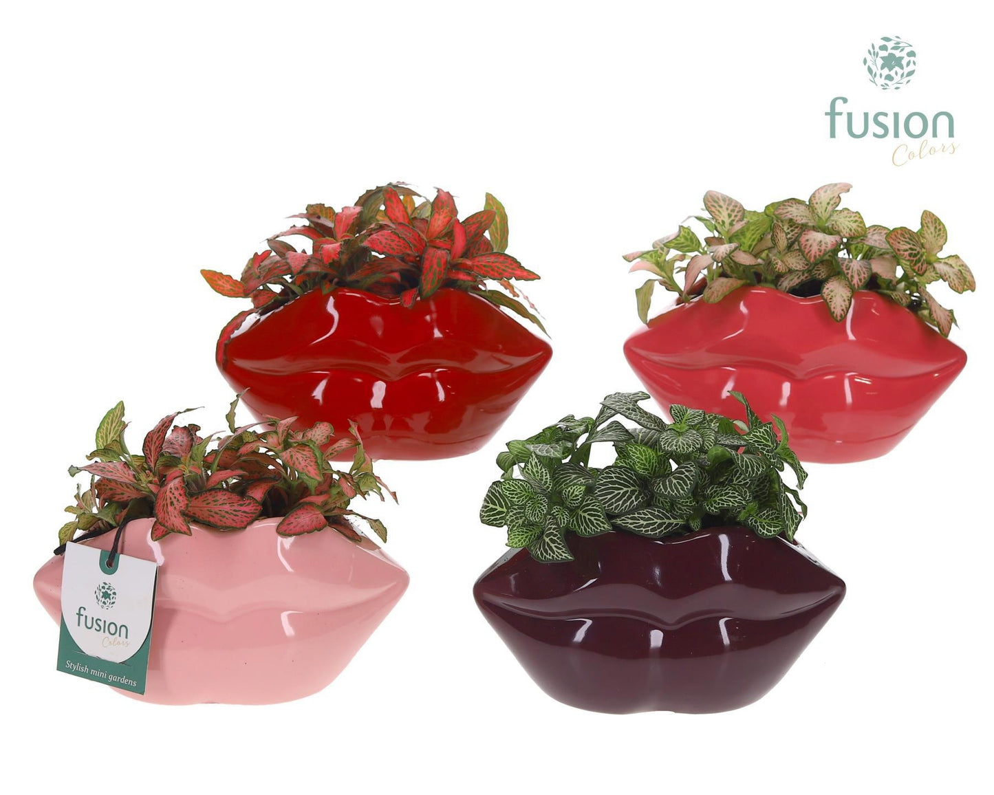 Keramiek Lippen met Fittonia 15cm 15cm Pot