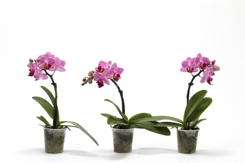 Phalaenopsis hybrid 17cm 6cm Pot