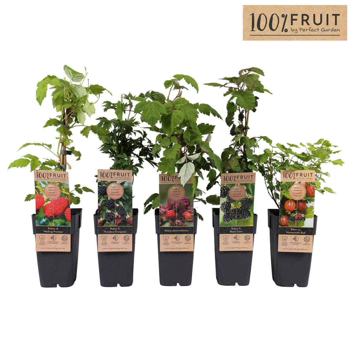 Fruit/Shrub Climber mix 50cm 15cm Pot