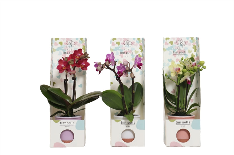 Phalaenopsis hybrid 17cm 6cm Pot