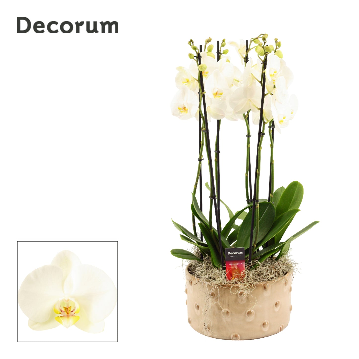 phalaenopsis-white-65cm-27cm-pot