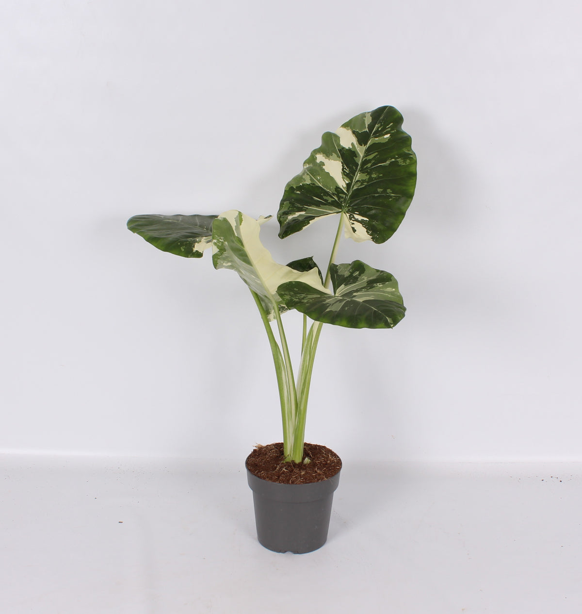 Alocasia amazonica 55cm 17cm Pot