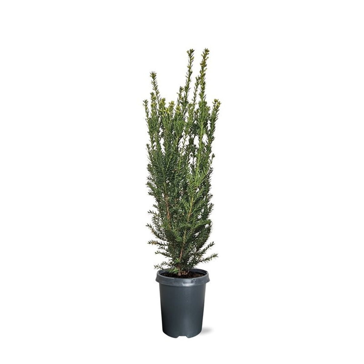 taxus-media-hillii-70cm-21cm-pot