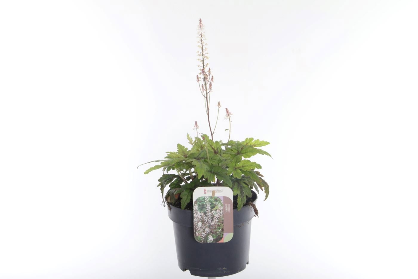 Tiarella cordifolia 50cm 17cm Pot