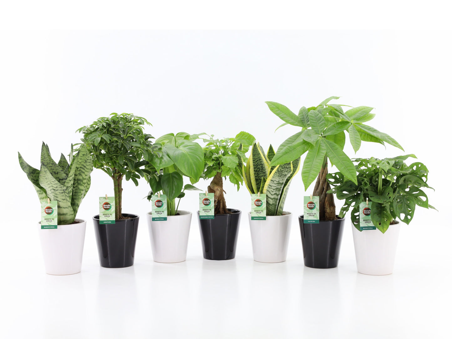 Foliage houseplants mix 35cm 13cm Pot