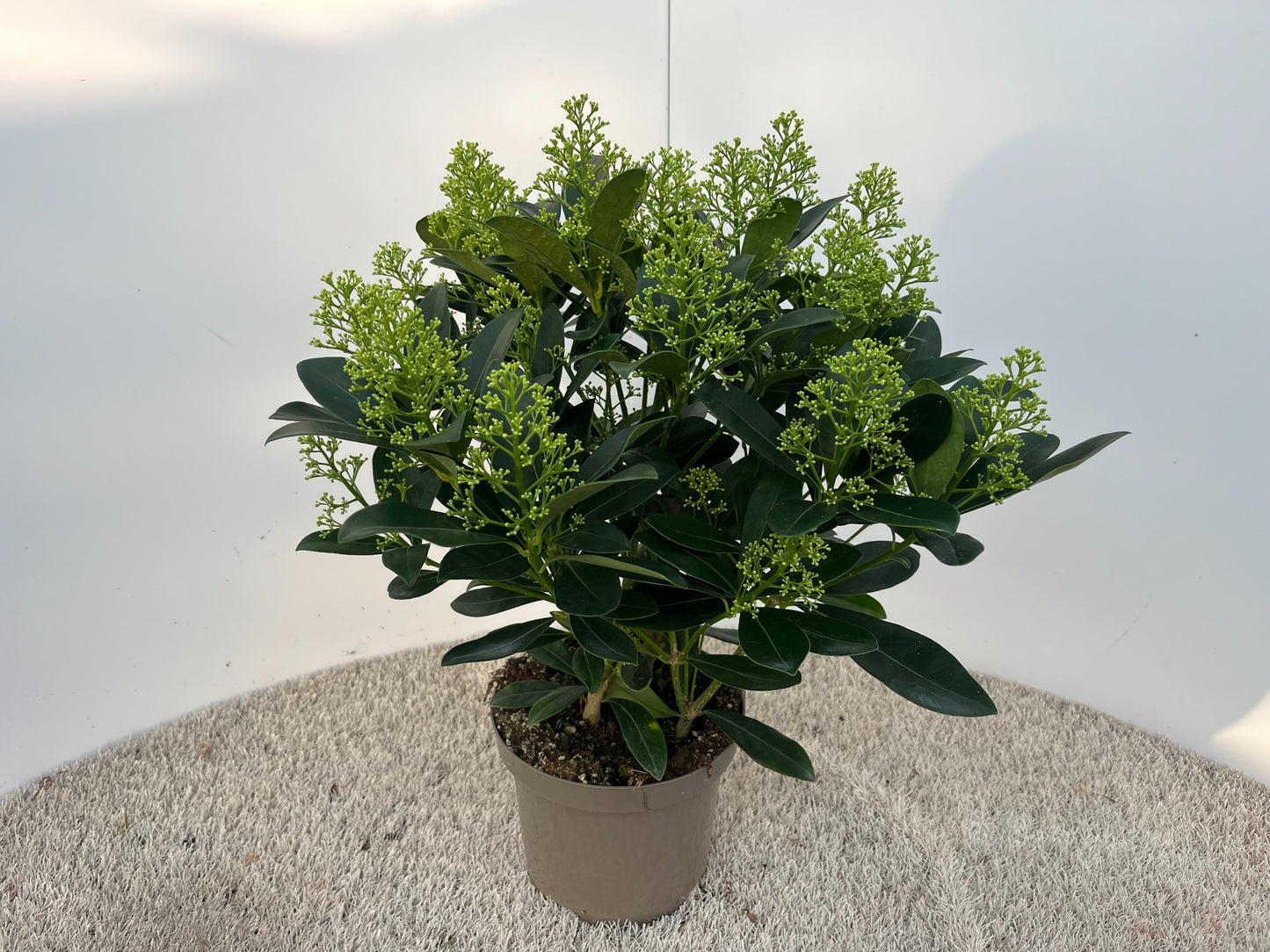 Skimmia japonica Finchy 50cm 19cm Pot