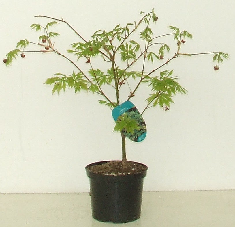 Acer Aconitifolium 50cm 23cm Pot