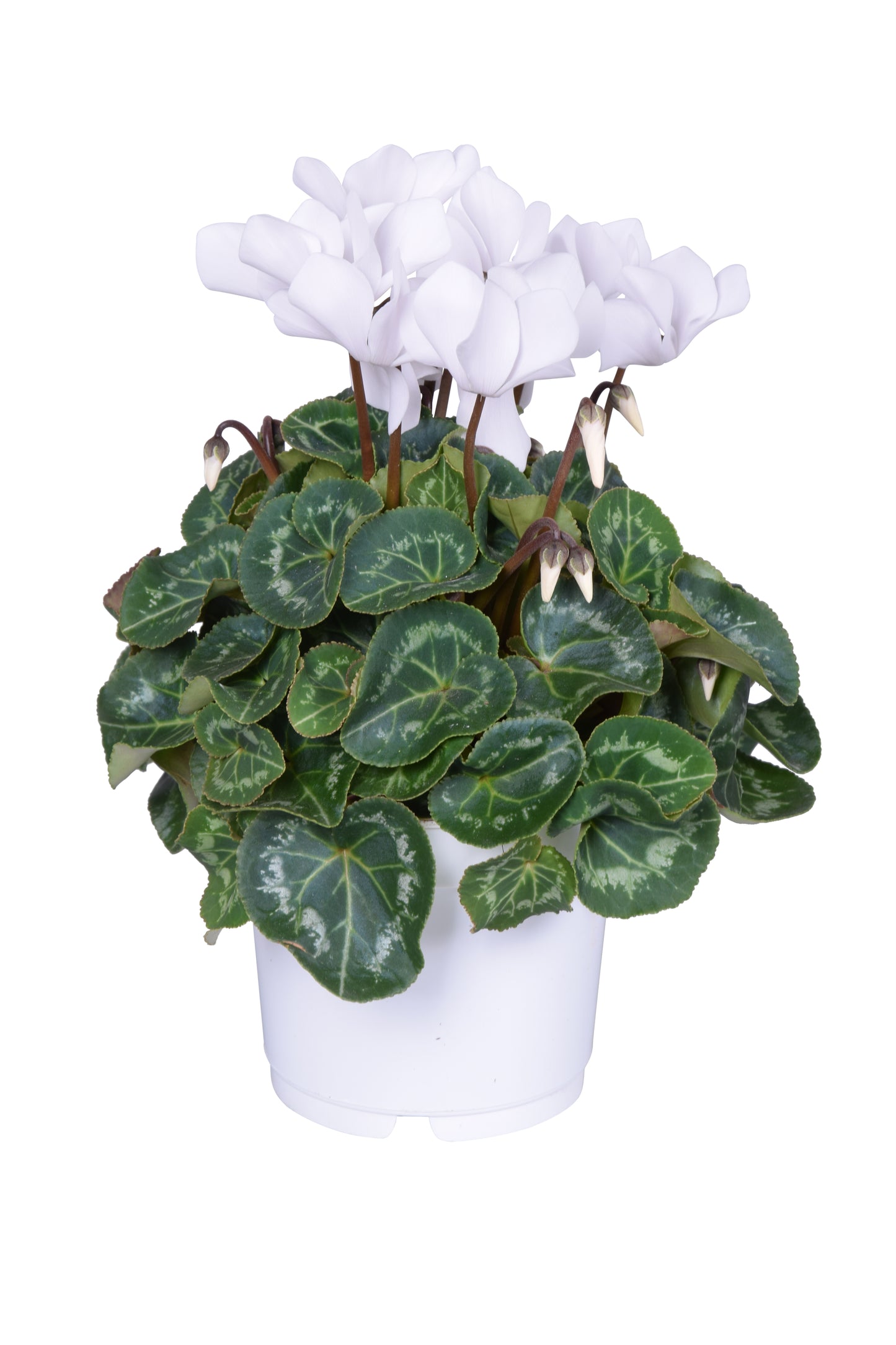 Adrichem Potplanten Cyclamen Allure white Pack of 8