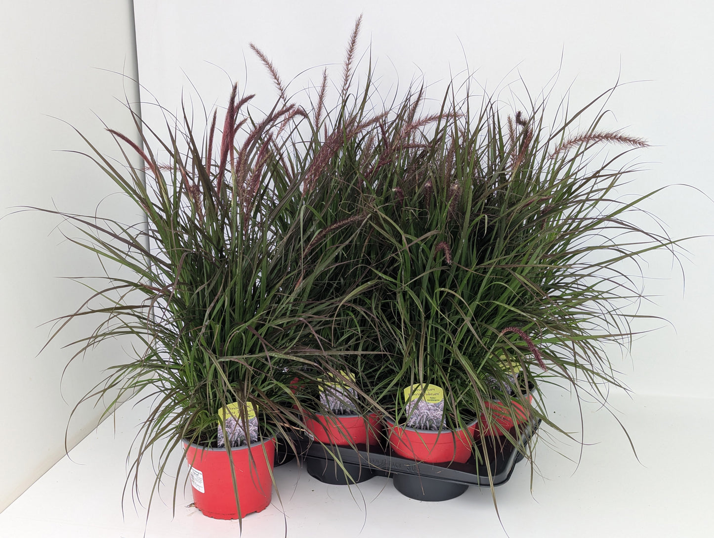 Pennisetum Rubrum 618cm 17cm Pot