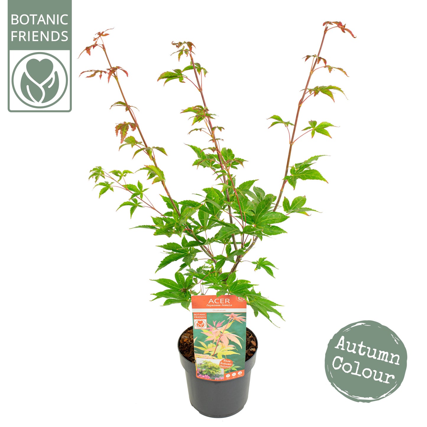 Acer Osakazuki 45cm 19cm Pot