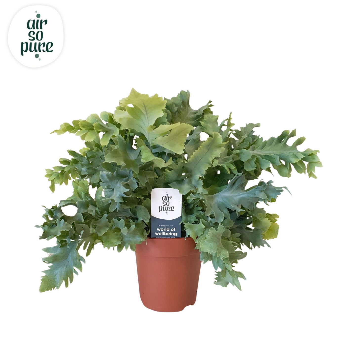 Raadschelders Varens Phlebodium Davana Pack of 10