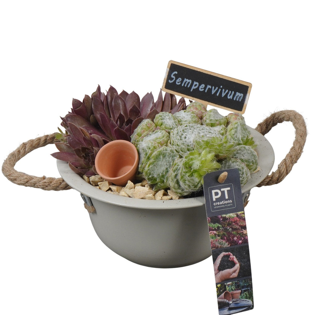 arr. Sempervivum 16cm 18cm Pot