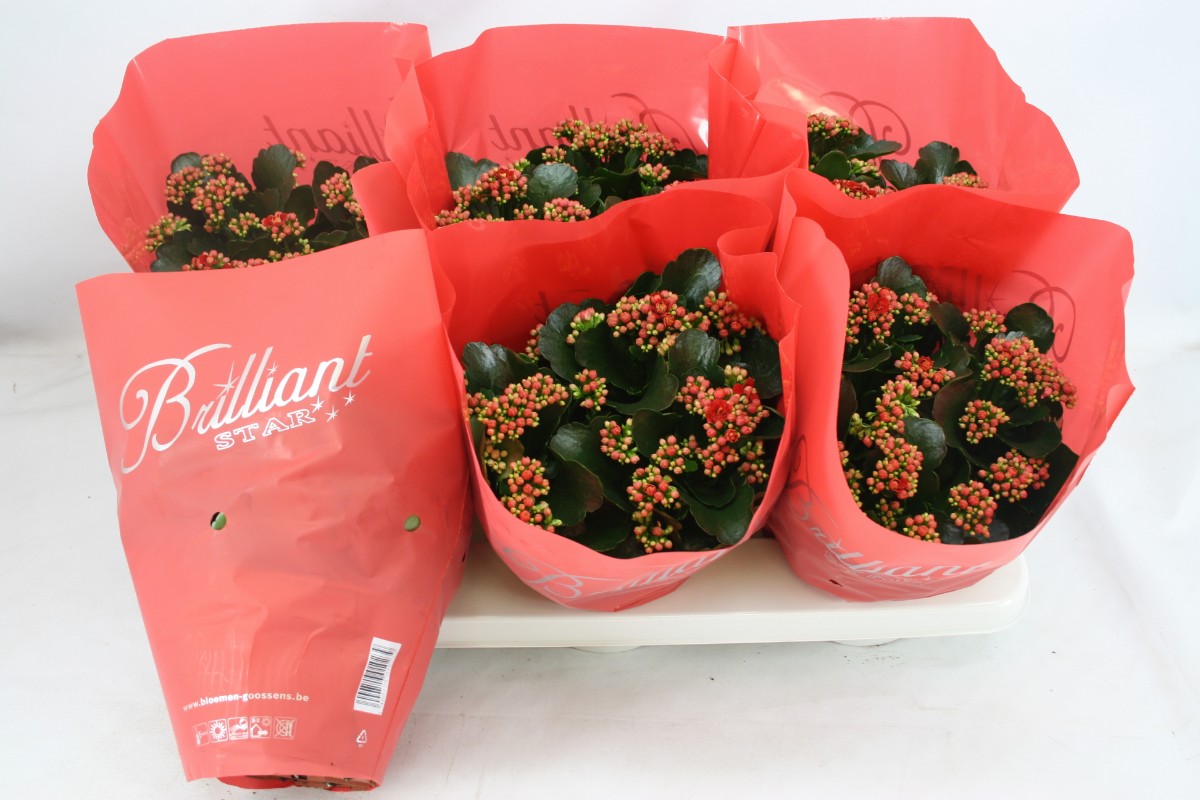 Olsthoorn & Zn BV, Tinus Kalanchoe Rubio Red Pack of 6