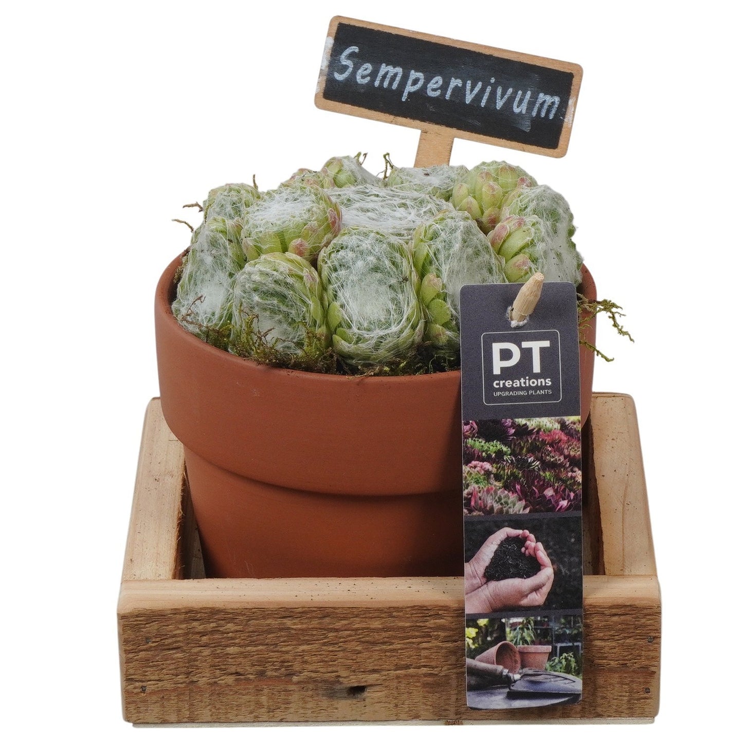 arr. Sempervivum 14cm 14cm Pot