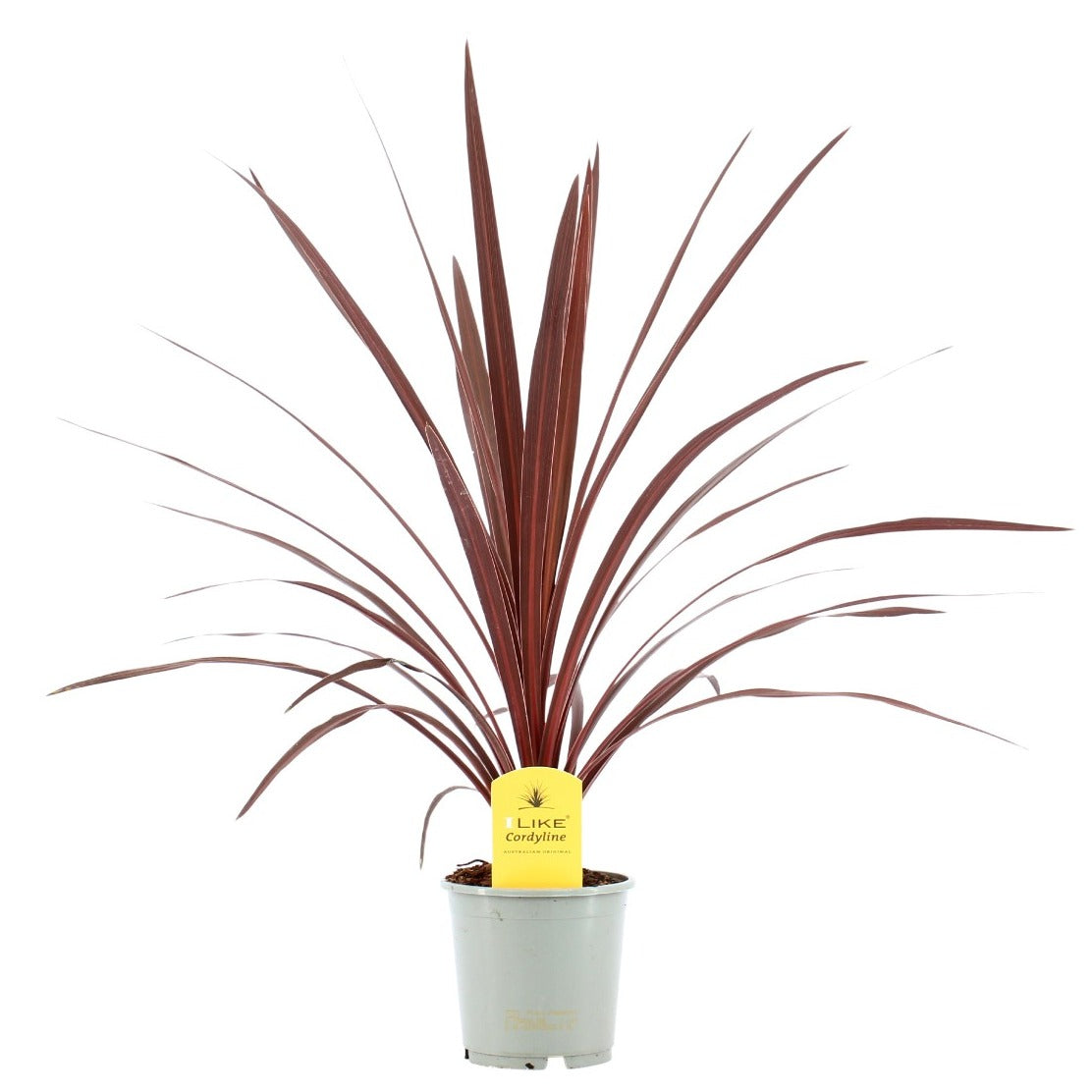 Cordyline australis Red Star 50cm 13cm Pot