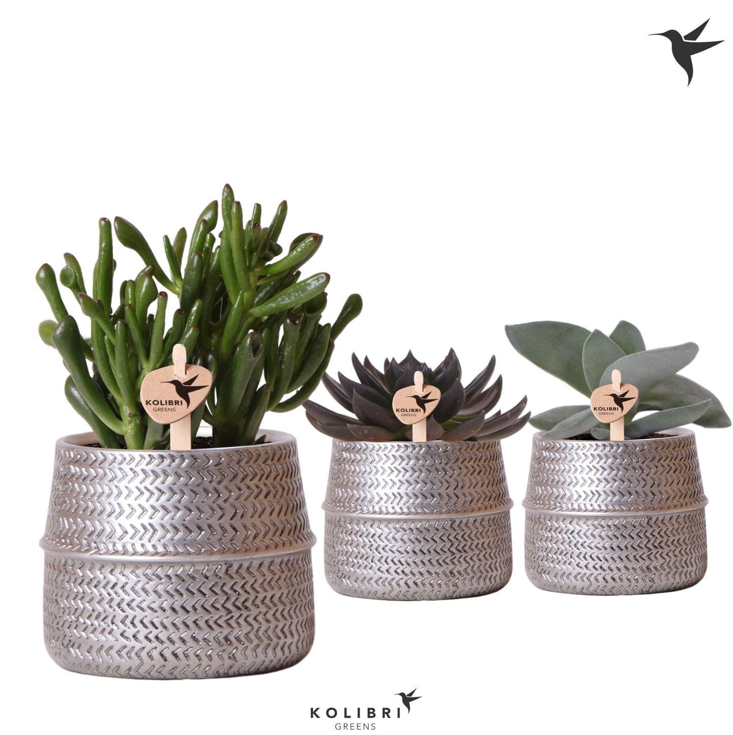 Succulent mix 20cm 9cm Pot
