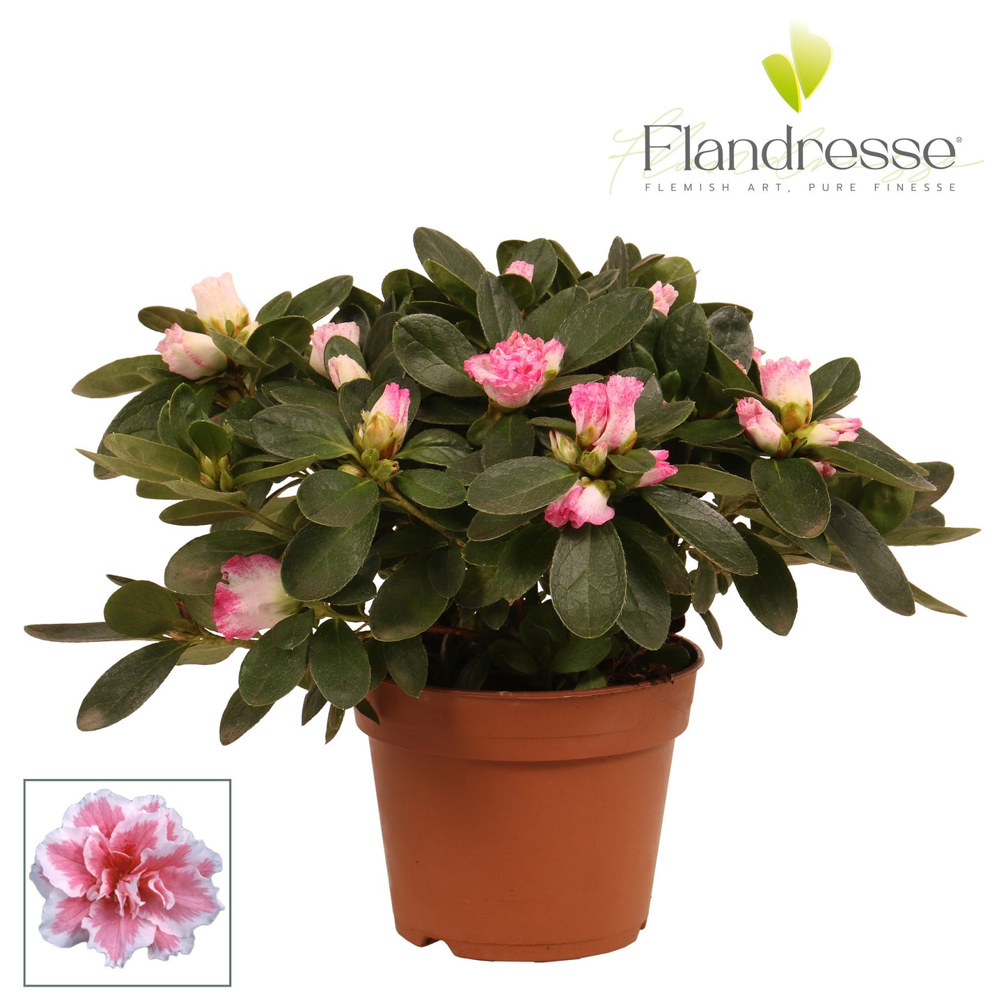 Rhododendron white/pink 25cm 12cm Pot