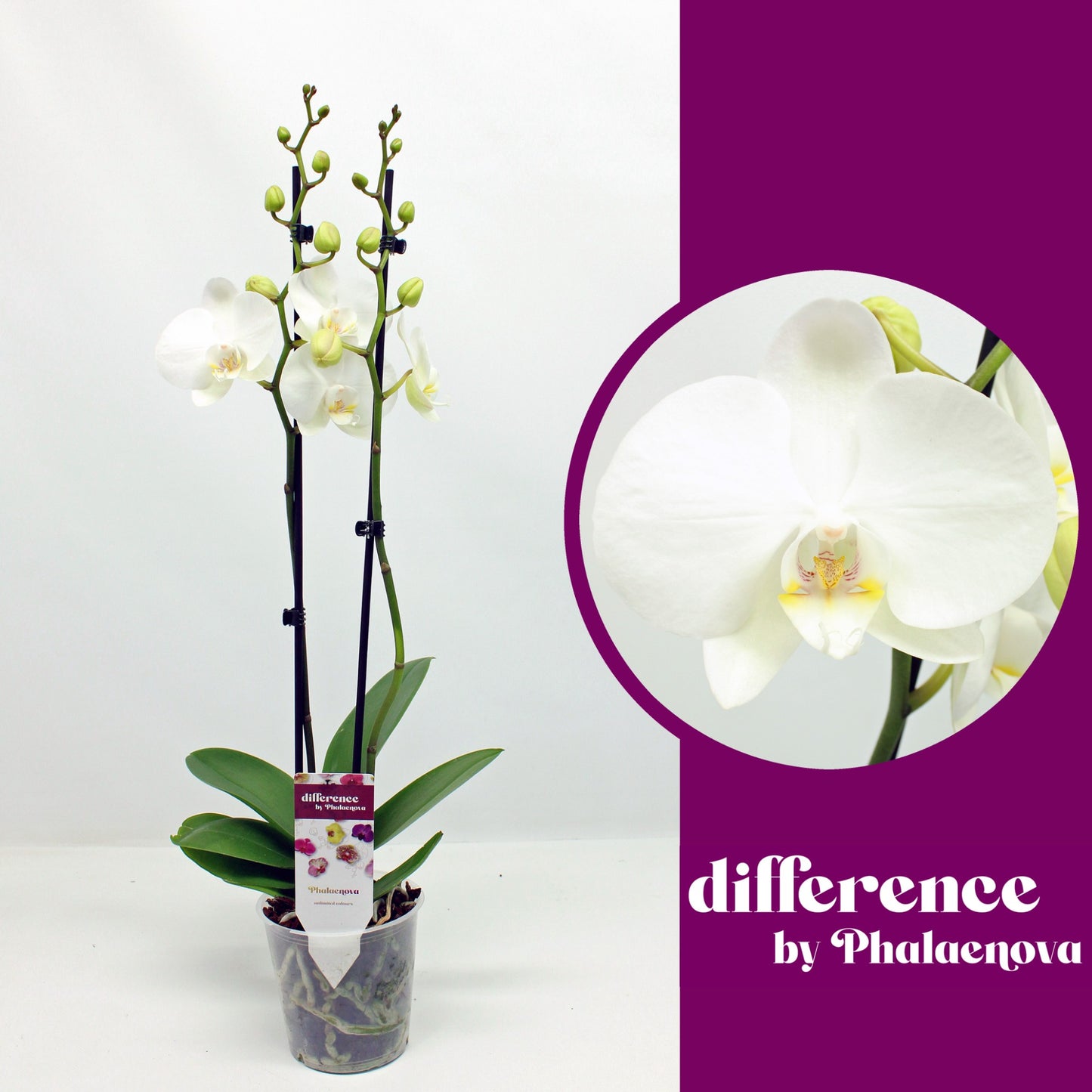 Phalaenopsis Izzy 60cm 12cm Pot