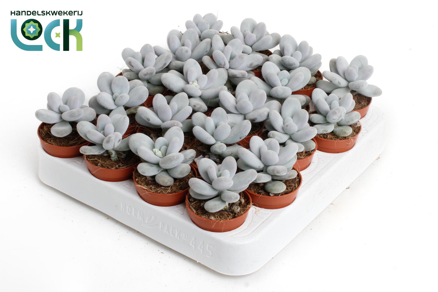 Lock, Handelskwekerij Pachyphytum oviferum Pack of 20