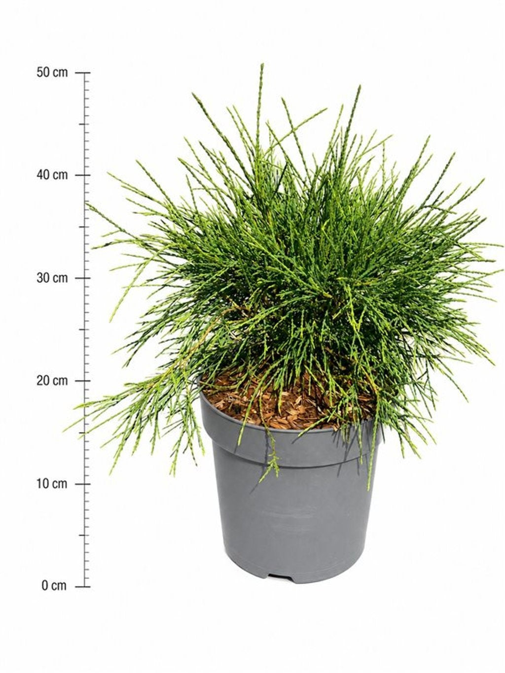 Thuja occidentalis 50cm 26cm Pot