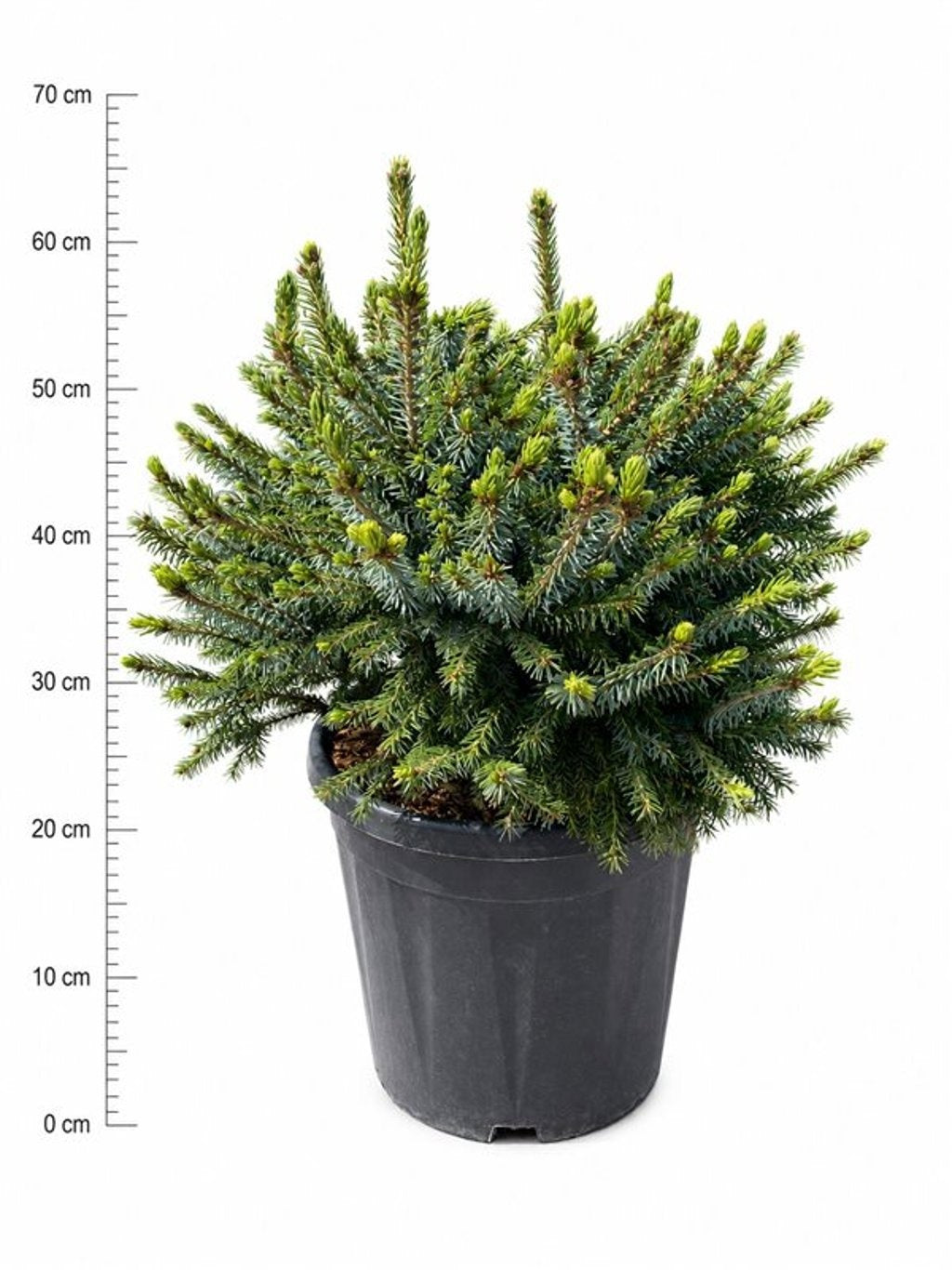 Picea omorika Nana 60cm 32cm Pot