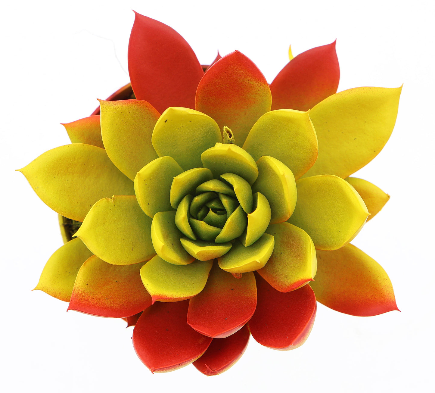 Rainbow Spain 10cm Special Pot (508)